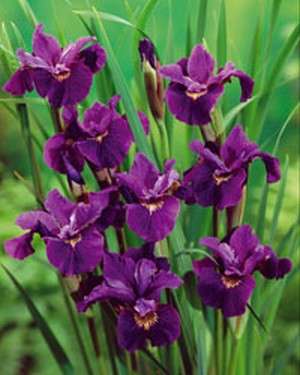 Iris - sibirica Ruffled Velvet